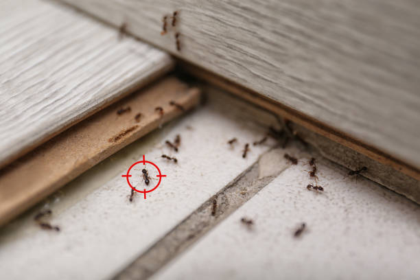 Best Local Pest Control Services  in Leith Hatfield, PA